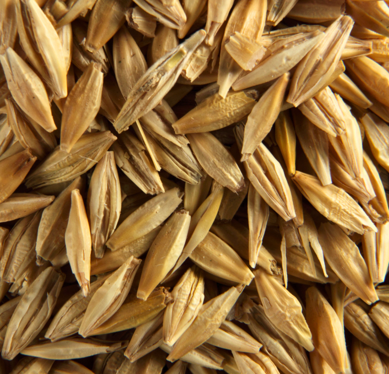 orzo