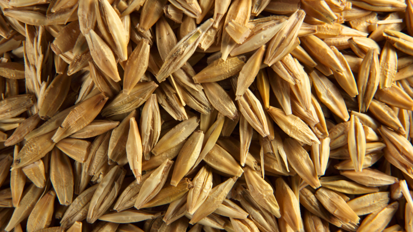 orzo