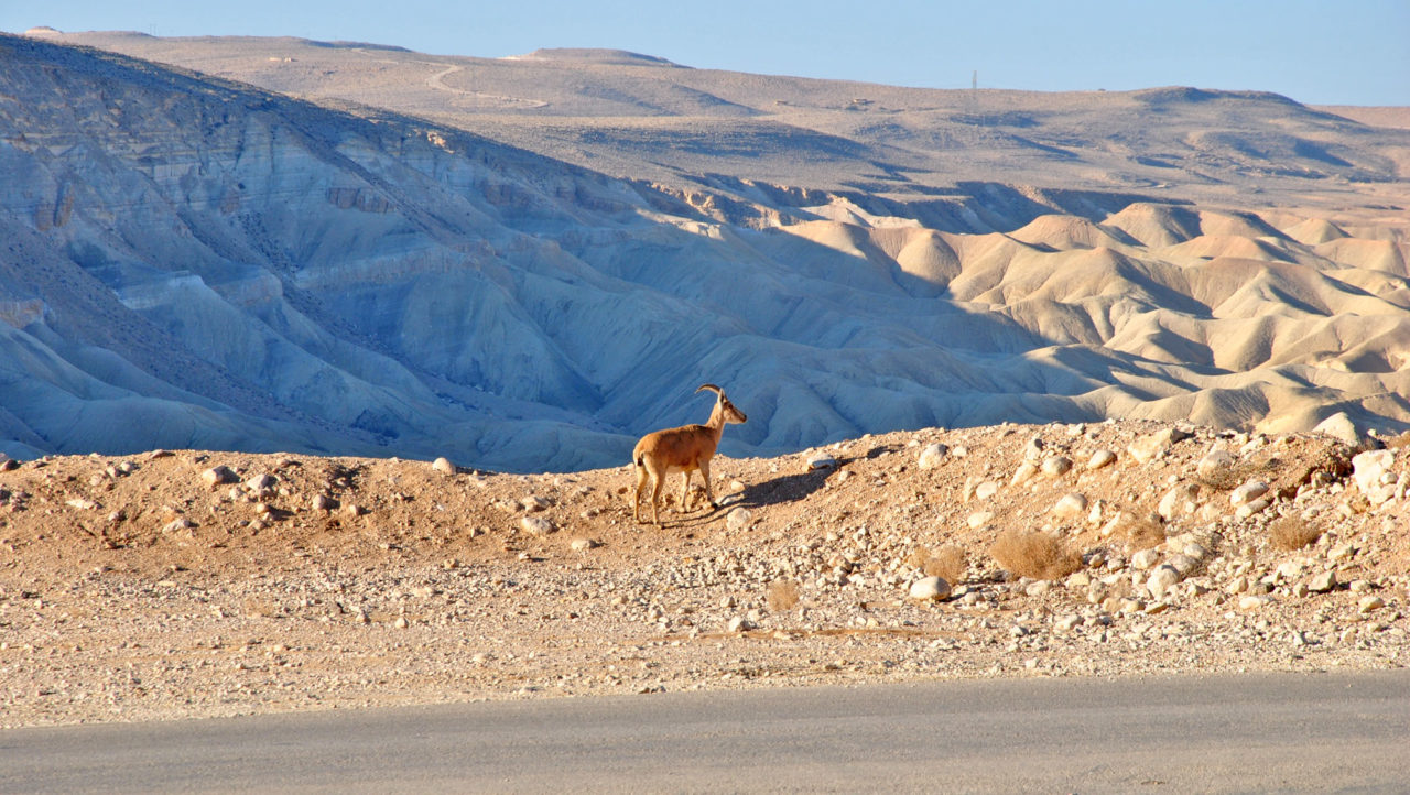 Just Israel: dal Negev al Mar Morto