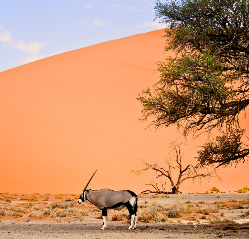 Gli animali della Namibia