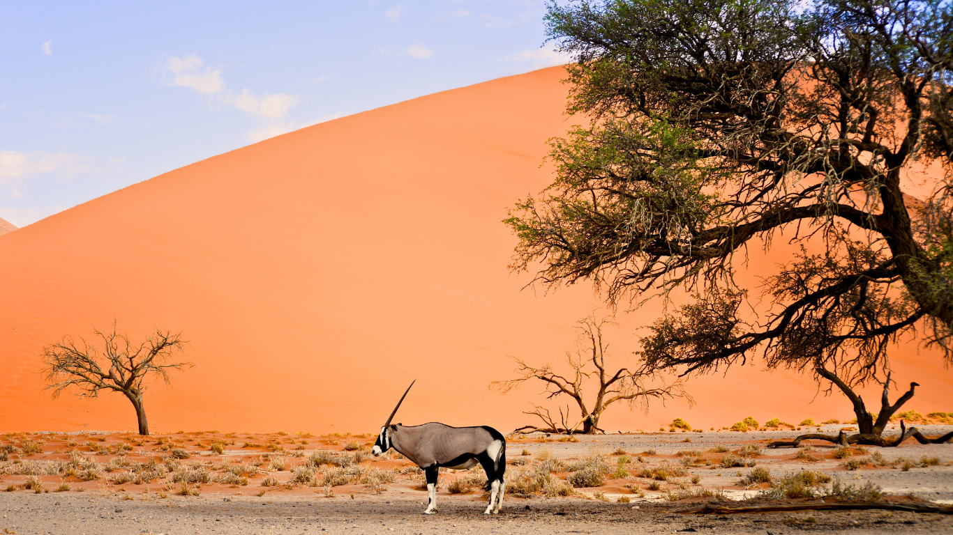 Gli animali della Namibia