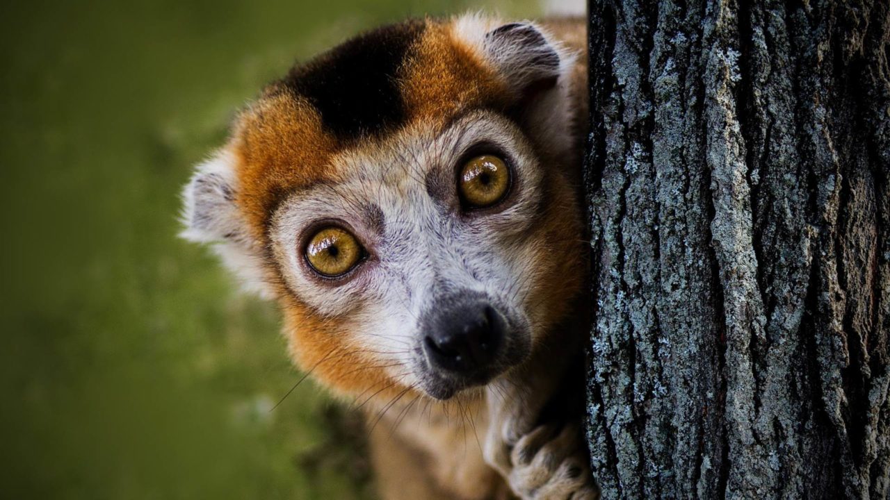 Viaggio in Madagascar: un paradiso terrestre