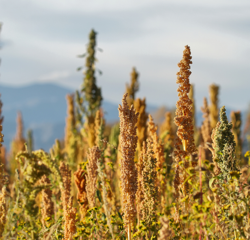 Perù e Quinoa