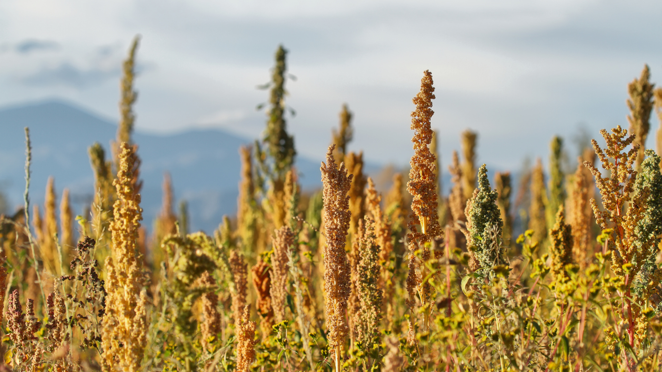 Perù e Quinoa
