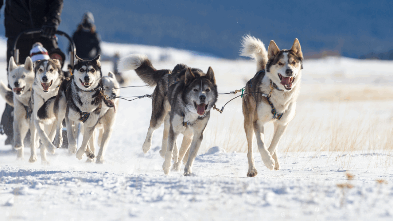 Svezia e Finlandia: un safari tra i ghiacci