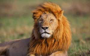 I Big Five del Kruger