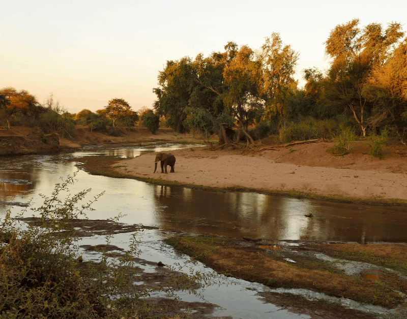 I Big Five del Kruger