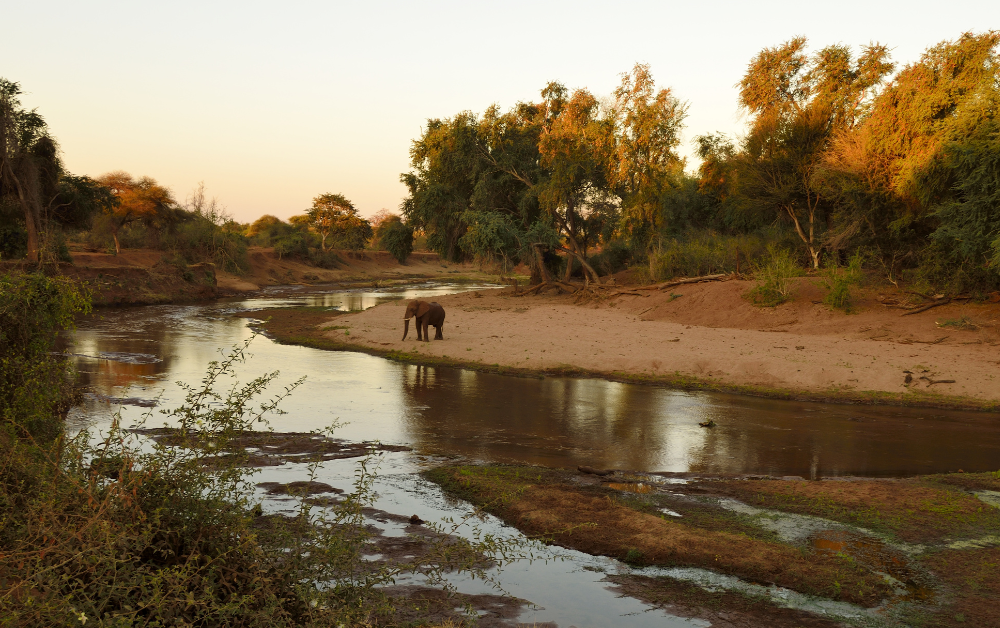 I Big Five del Kruger