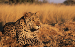 I Big Five del Kruger: leopardo