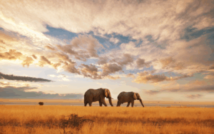 I Big Five del Kruger: elefante