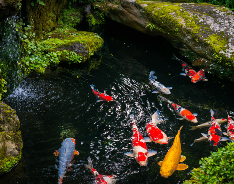 Il simbolo vivente di perseveranza e armonia giapponese: carpe koi