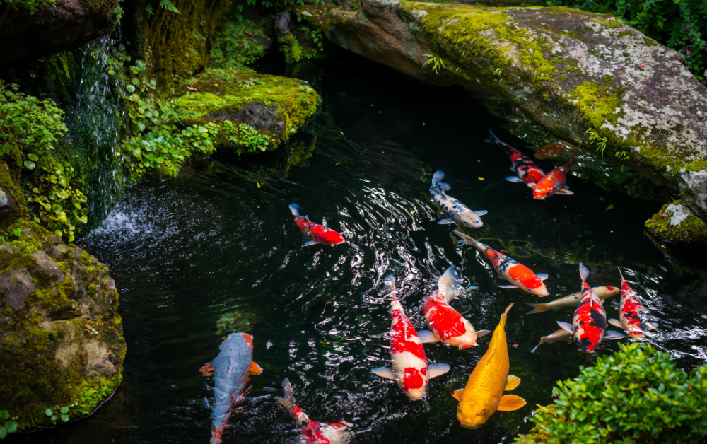 Il simbolo vivente di perseveranza e armonia giapponese: carpe koi