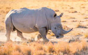 I Big Five del Kruger: rinoceronte bianco