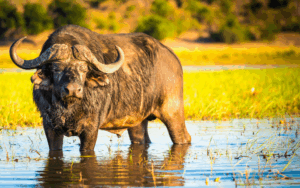 I Big Five del Kruger: bufalo