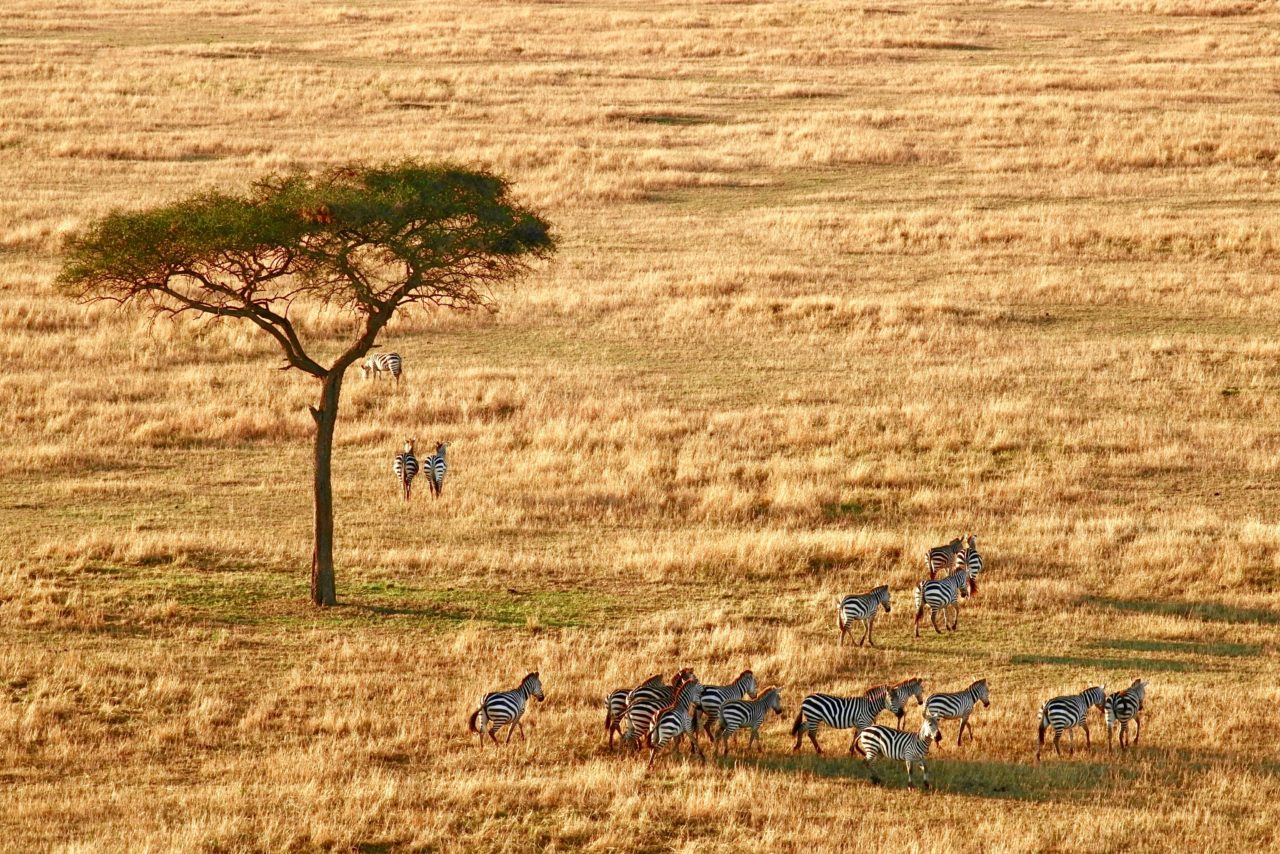 Safari in Tanzania: diversamente Africa