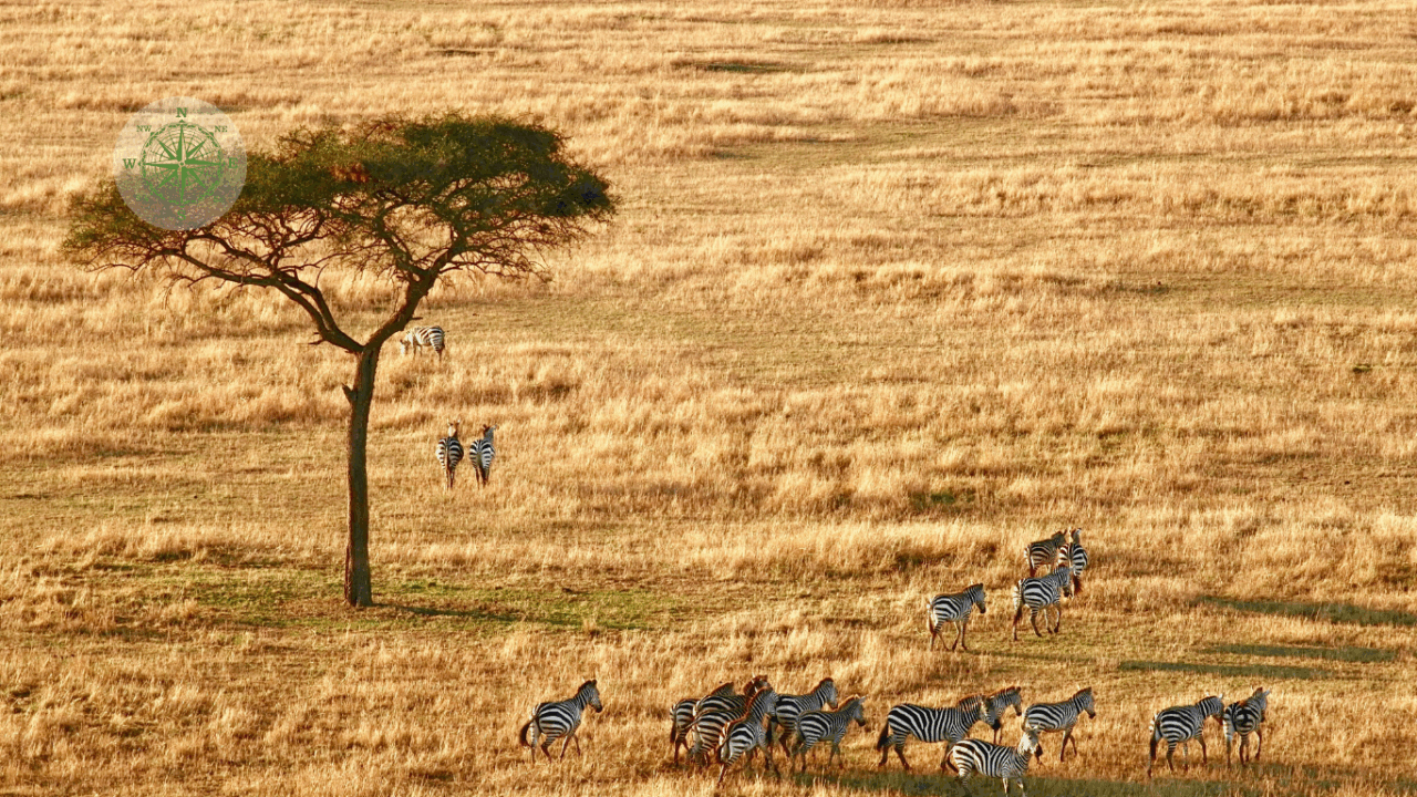Safari in Tanzania: diversamente Africa