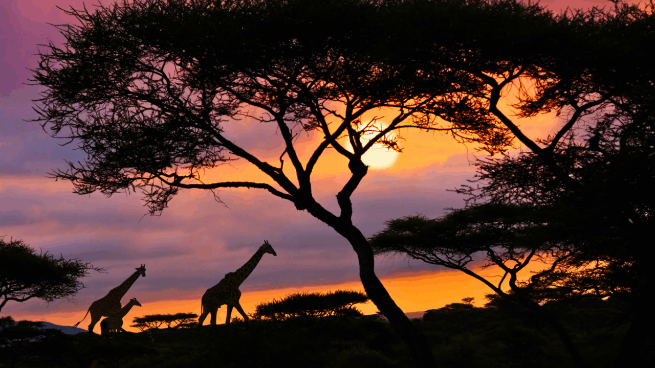 Sudafrica: Un Paese di contrasti, bellezza selvaggia e Futuro