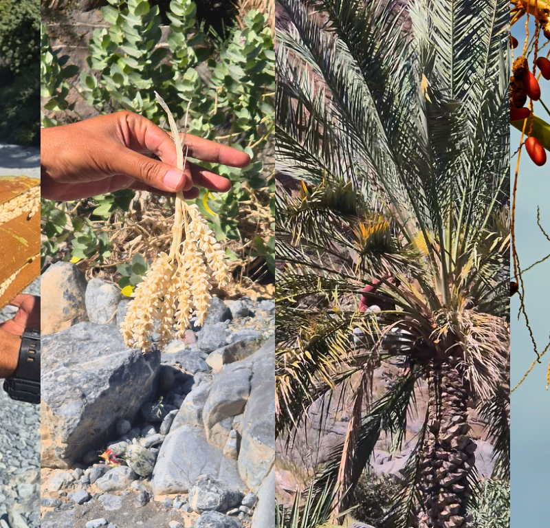 Uomini farfalla dell'Oman