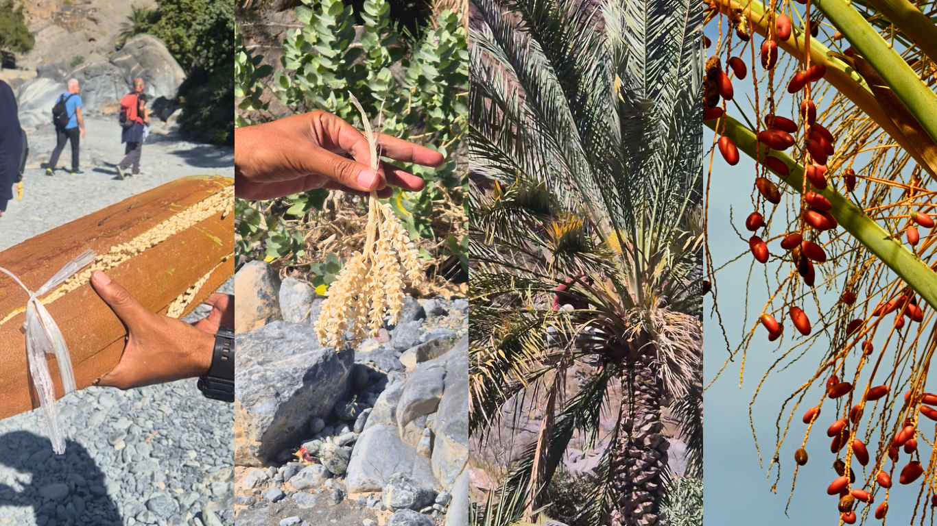 Uomini farfalla dell'Oman