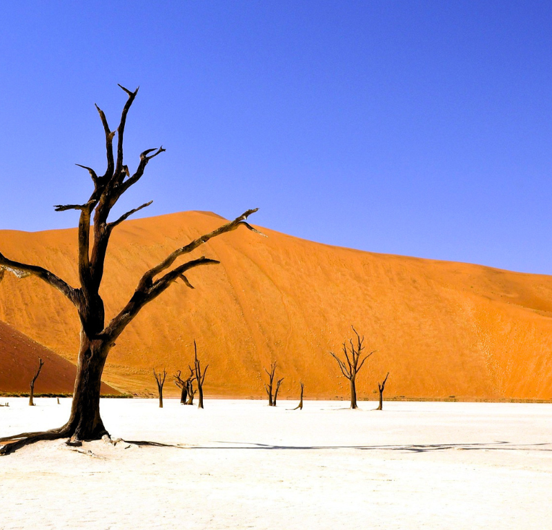 Dead Vlei: Il bosco sospeso nel tempo