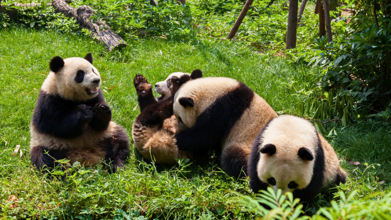 Viaggio in Cina con Chengdu